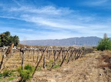 Campo · 7ha · Finca de 6.5 Has en Produccion en Carpinteria