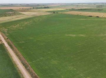Campo · 89ha · Venta Campo Arequito Santa Fe. 89 Ha
