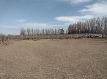 Terreno · 4234m² · Alquiler Predio Sobre Ruta Nacional 22!