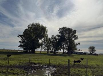Terreno , Olavarría · Vendo Campo Ganadero 1364has por Olavarria Casa y Galpon