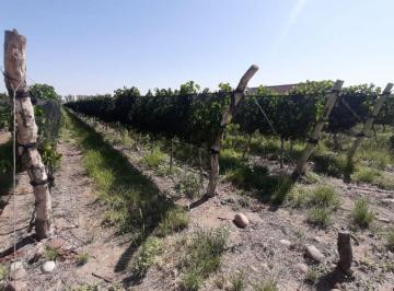 Campo , Lavalle · Capital Prop Vende Finca 21 Hectáreas El Vergel, Lavalle