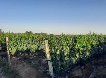 Campo , Lavalle · Capital Prop Vende! (Jip) Finca de 29.2 Hectáreas El Vergel, Lavalle