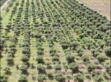 Campo , Las Barrancas · Excelente Finca con Plantación de Olivos en Venta