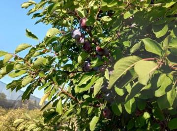 Campo · 60000ha · 2 Dormitorios · Finca de Ciruelas, General Alvear, Mendoza.