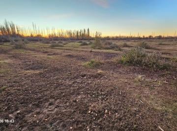 Campo · 11200m² · Venta - Chacra Desmalezada - 11 Ha - Sargento Vidal - Gral Roca