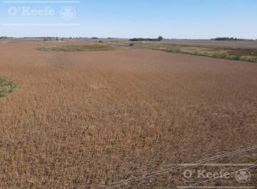 Campo · 330 Has Agrícolas en Bolívar