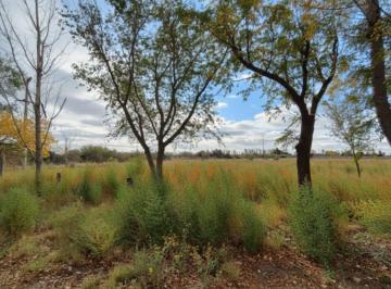 Campo , San Martín · 37 Hectáreas | El Lienzo en Blanco Para Tu Gran Proyecto Agrícola en Mendoza