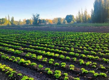 Campo · 40000ha · Venta Chacra Oportunidad Cinco Saltos