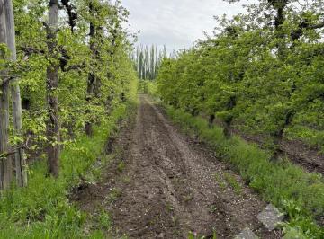 Campo · 1000000000ha · Venta Chacra 10 Has - Cinco Saltos - Río Negro