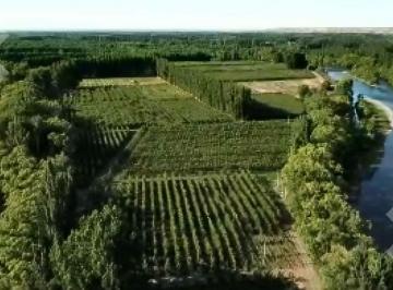 Campo · 2147483647ha · En Venta Chacra de 65 Has, Isla Adelina, Centenario Neuquén.