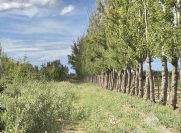 Campo · 60924m² · En Venta | Chacra en Allen | 6has con Acceso a Ruta 65