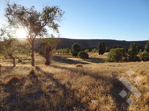 Campo