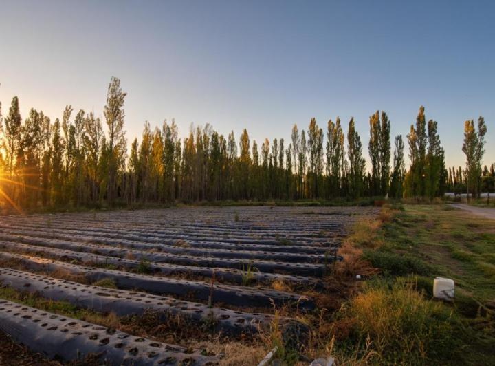 Campo · 60000m²