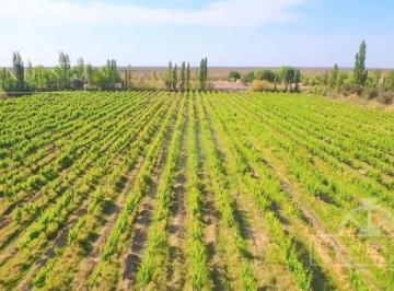Campo · 5m² · 1 Ambiente · Campo - Finca Productiva de 5 Has, Finca Boutique, Viñedo Malbec