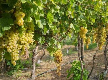 Campo · 990000ha · Venta Excepcional de 99 Has - en San Martin, Mendoza