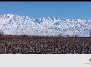Campo · 100000ha · 4 Ambientes · Venta de Finca en San Carlos - Valle de Uco - Mendoza