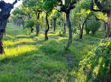 Terreno · 3200m² · Venta de Terrenos Financiado en San Rafael Mendoza