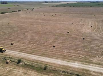 Campo , Gualeguaychú · 150 Hectáreas Agrícolas con Todas Las Mejoras en Gualeguaychú.