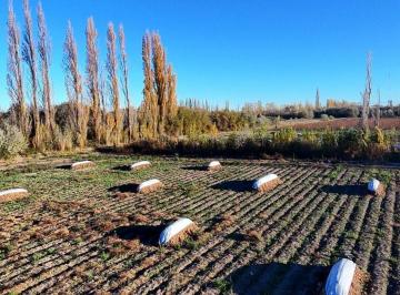 Campo · 12ha · Venta Ha Productivas en Luis Beltran