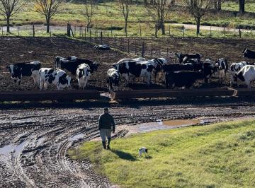 Campo · 191ha · Campo Mixto en Venta 194 Has, Ranchos, General Paz