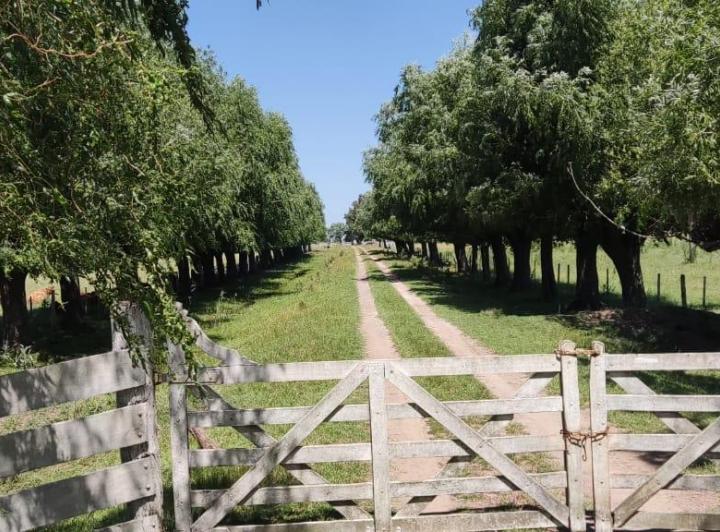 Campo