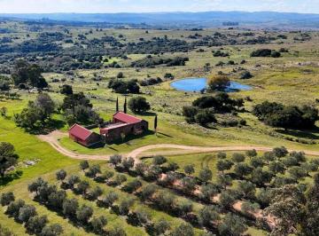 BPV-BPV-11161_2 · Excelente Campo Olivícola de 38 Hectáreas Sobre Ruta 39, con Casco de Estancia