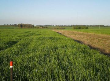 Campo · 10000ha · 1 - Tula Suarez de Cutinella - San Pedro Lote 03