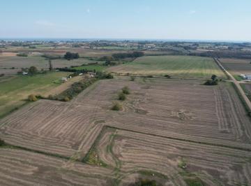 Campo · 85000ha · Campo Productivo de 8.5 Hect en Colonia
