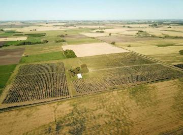 Campo · 250000ha · Campo de Olivos con Almazara - 25 Has (Colonia)