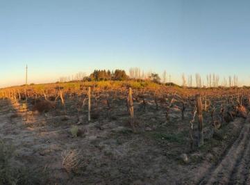 Campo · 75ha · Venta Finca 75 Ha C/pozo - La Dormida