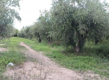 Terreno · 4000m² · Terreno en Venta 4000 m² Cruz de Piedra con Olivos