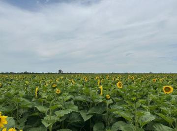 Campo · 94ha · Venta Campo Agricola Sobre Rn 34