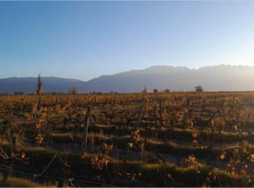 Campo · 150000ha · 4 Ambientes · Venta de Finca en San Carlos - Valle de Uco - Mendoza