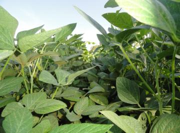 Campo , Gualeguaychú · Campo Agrícola Cercano a Las Ciudades de Gualeguaychú y Larroque