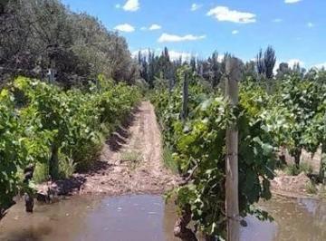 Local comercial · 95000m² · Finca en Venta en Junin