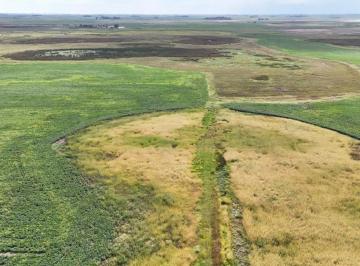 Campo · 98ha · Campo Mixto en Venta en Madero, Pehuajó