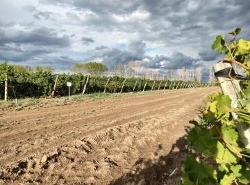 Terreno · 150000m² · Venta de Finca 15 Ha, Casa, Galpon, en Produccion