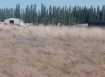 Terreno · 10000000m² · Hectarea en Alquiler - Plottier Parque Industrial