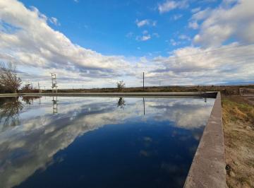 Campo · 50ha · Venta de Finca Productiva 50 Ha, Medrano, Mendoza