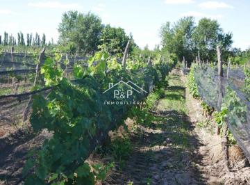 Campo , San Rafael · Finca en Producción Rama Caída