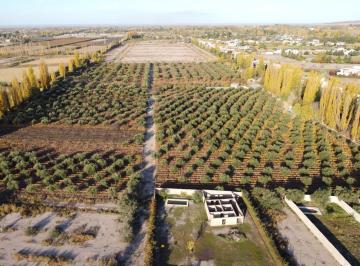 Campo · 38000m² · Finca en Anchorena y Vieytes Ideal Desarrollo. Maipu