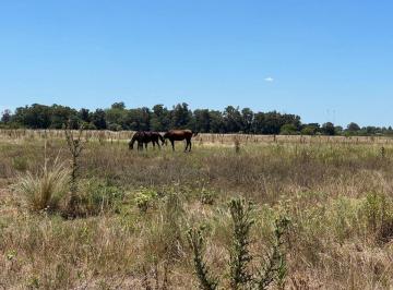 Campo · 11ha · Venta 10.5 Ha en San Miguel del Monte
