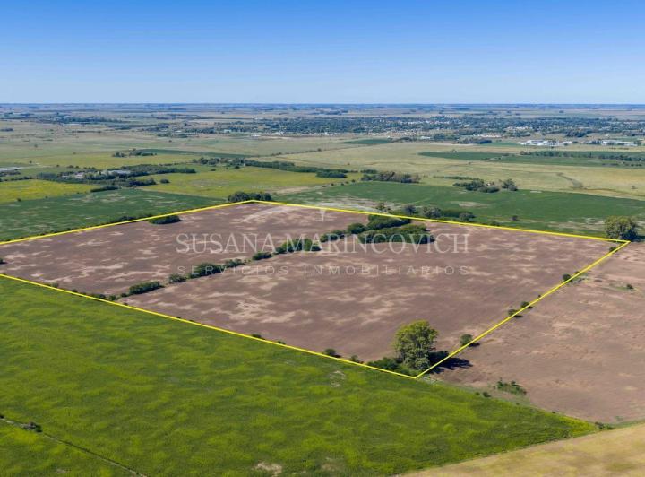 Campo · 550000ha