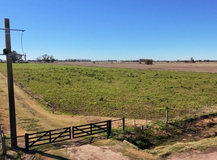 Campo · 50000m² · 1 Ambiente
