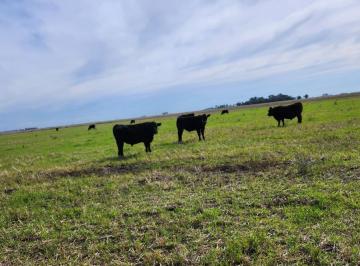 Campo · 3000000m² · Campo en Venta - m² - Laprida
