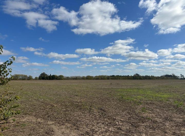 Campo · 11ha