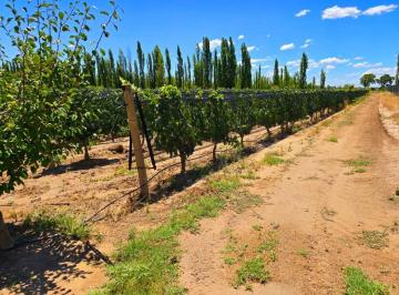 Campo · 50m² · 4 Ambientes · 4 Cocheras · Finca y Casa con Pileta en Venta en Las Paredes, San Rafael