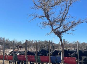 Campo , San Martín · Campo en Santa Rosa (Inversores)