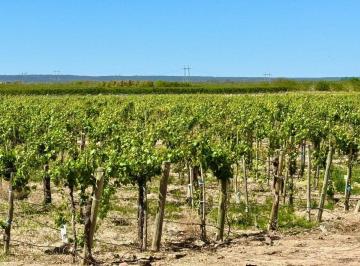 Campo · 13ha · Venta Finca en Lujan de Cuyo