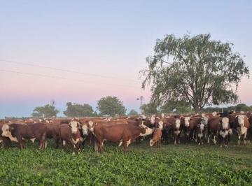 Campo · 1665ha · Venta Campo Ganadero - 1664 Ha Posee Mejoras.